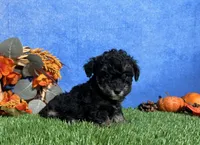 Lola, a female Poodle - Toy  for sale in Plainville, IN – 3 of 6
