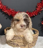 Alisha, a female Maltipoo for sale in Plainville, IN – Photo 2 of 7