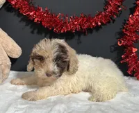 Alisha, a female Maltipoo for sale in Plainville, IN – Photo 7 of 7