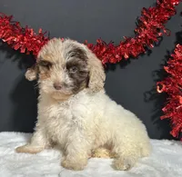 Alisha, a female Maltipoo for sale in Plainville, IN – Photo 6 of 7