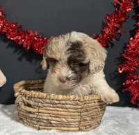 Alisha, a female Maltipoo for sale in Plainville, IN – Photo 4 of 7