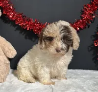 Alisha, a female Maltipoo for sale in Plainville, IN – Photo 3 of 7