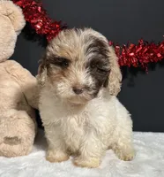 Alisha, a female Maltipoo for sale in Plainville, IN – Photo 5 of 7