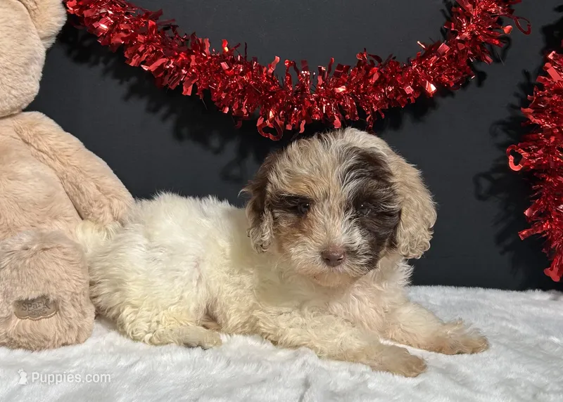 Alisha – Maltipoo puppy for sale in Plainville, IN