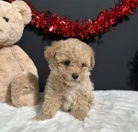Molly, a female Poodle - Toy  for sale in Plainville, IN – Photo 6 of 8