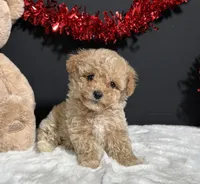 Molly, a female Poodle - Toy  for sale in Plainville, IN – Photo 3 of 8