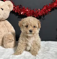 Molly, a female Poodle - Toy  for sale in Plainville, IN – Photo 5 of 8