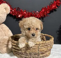 Molly, a female Poodle - Toy  for sale in Plainville, IN – Photo 8 of 8