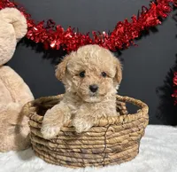 Molly, a female Poodle - Toy  for sale in Plainville, IN – Photo 7 of 8