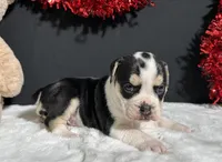 Ginger, a female English Bulldog and Beagle for sale in Plainville, IN – Photo 9 of 9