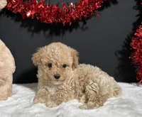 Molly, a female Poodle - Toy  for sale in Plainville, IN – Photo 4 of 8