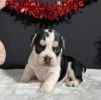 Ginger, a female English Bulldog and Beagle for sale in Plainville, IN – Photo 1 of 9