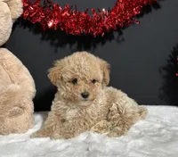 Molly, a female Poodle - Toy  for sale in Plainville, IN – Photo 1 of 8