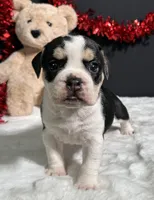 Ginger, a female English Bulldog and Beagle for sale in Plainville, IN – Photo 3 of 9
