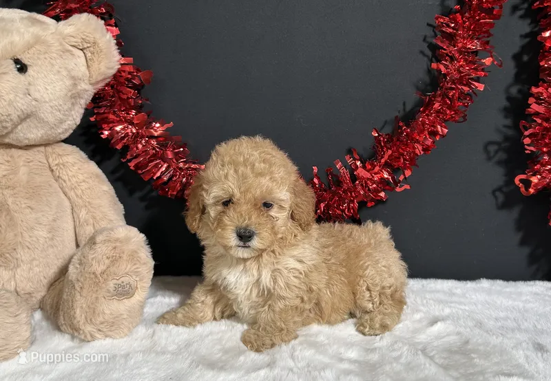 Samantha – Poodle - Miniature  puppy for sale in Plainville, IN