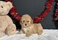 Samantha, a female Poodle - Miniature  for sale in Plainville, IN – 1 of 7