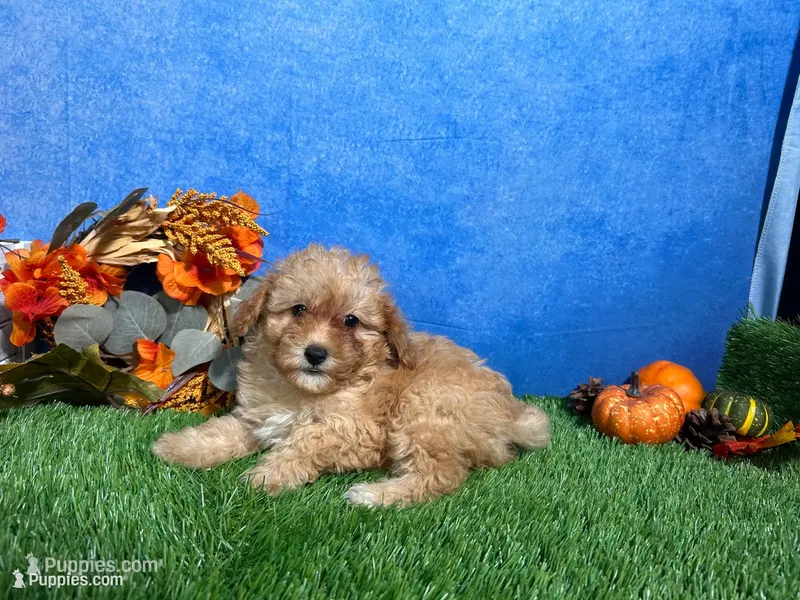 Macie, a female Poodle - Miniature  for sale in Plainville, IN – 1 of 5
