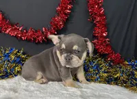 Winston, a male French Bulldog for sale in Plainville, IN – 2 of 6