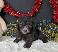 Evan, a male Poodle - Miniature  for sale in Plainville, IN – 1 of 5