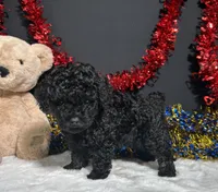 Storm, a male Poodle - Miniature  for sale in Plainville, IN – 4 of 6