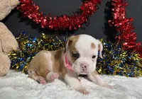 Gigi, a female English Bulldog and Beagle for sale in Plainville, IN – 4 of 4