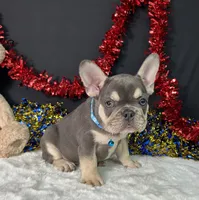 Stich, a male French Bulldog for sale in Plainville, IN – 5 of 6