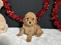 Turner, a male Poodle - Toy  for sale in Plainville, IN – 3 of 7