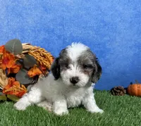 Honey, a female Yorkipoo for sale in Plainville, IN – 5 of 5