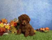 Luna, a female Poodle - Toy  for sale in Plainville, IN – 4 of 6