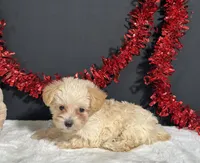 Ashley, a female Morkie for sale in Plainville, IN – 1 of 6