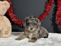 Monica, a female Poodle - Miniature  for sale in Plainville, IN – 5 of 7