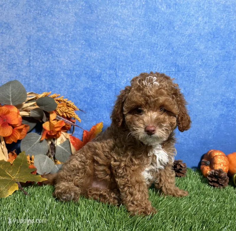 Flash – Poodle - Toy  puppy for sale in Plainville, IN