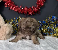 Lilly, a female Maltipoo for sale in Plainville, IN – 6 of 7