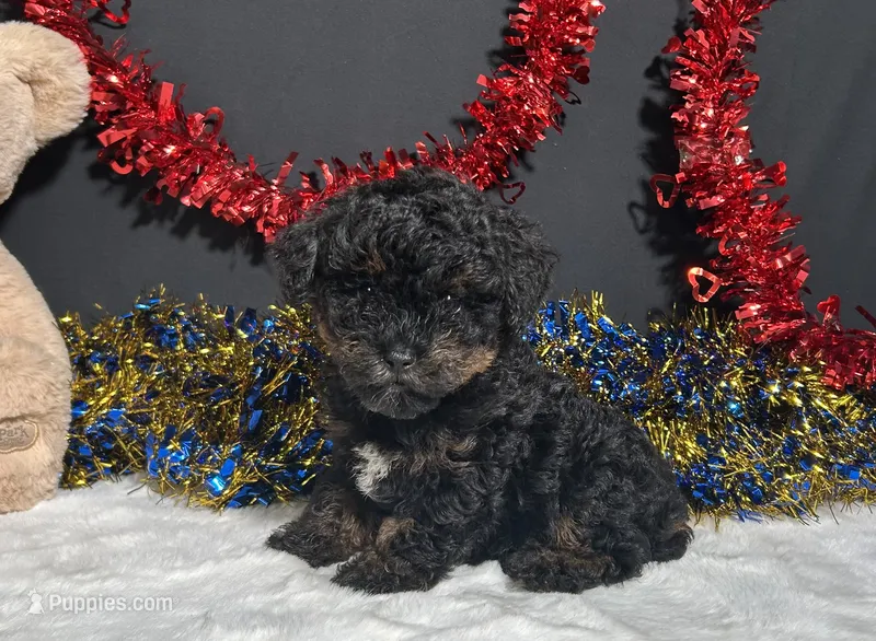 Luna – Poodle - Miniature  puppy for sale in Plainville, IN