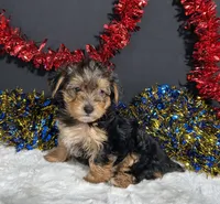 Rosie, a female Yorkipoo for sale in Plainville, IN – 2 of 8