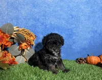 Willow, a female Poodle - Toy  for sale in Plainville, IN – 6 of 6