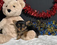 Penny, a female Yorkshire Terrier for sale in Plainville, IN – 2 of 6