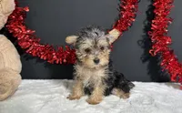 Tootsie, a female Morkie for sale in Plainville, IN – 2 of 9