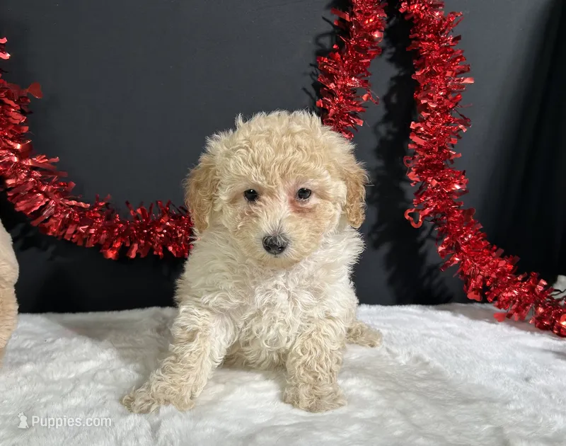 Ella – Poodle - Miniature  puppy for sale in Plainville, IN