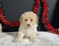 Ella, a female Poodle - Miniature  for sale in Plainville, IN – 1 of 5