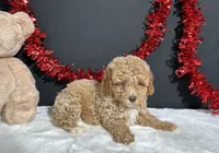 Bandit, a male Poodle - Miniature  for sale in Plainville, IN – 2 of 9