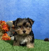 Teddy, a male Yorkshire Terrier for sale in Plainville, IN – 7 of 9