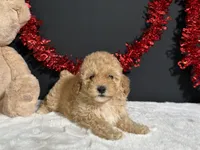 Samantha, a female Poodle - Miniature  for sale in Plainville, IN – 6 of 7