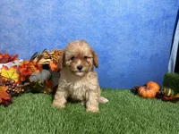 Macie, a female Poodle - Miniature  for sale in Plainville, IN – 2 of 5