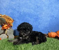 Willow , a female Poodle - Toy  for sale in Plainville, IN – 3 of 6