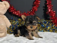 Nugget, a male Yorkshire Terrier for sale in Plainville, IN – 6 of 6