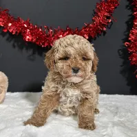Ames, a male Poodle - Miniature  for sale in Plainville, IN – Photo 2 of 6