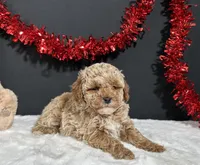 Ames, a male Poodle - Miniature  for sale in Plainville, IN – Photo 5 of 6