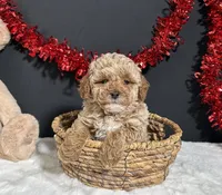 Ames, a male Poodle - Miniature  for sale in Plainville, IN – Photo 6 of 6