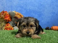 Milo, a male Yorkshire Terrier for sale in Plainville, IN – 6 of 7